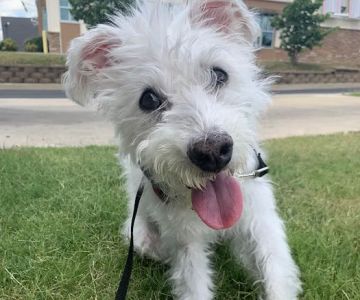 Agape Pet Hospital