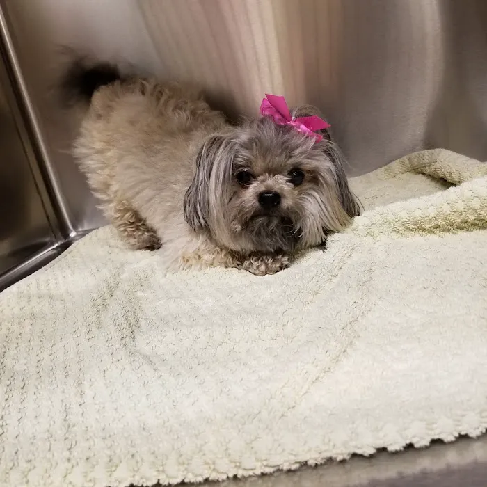Agape Pet Hospital 5