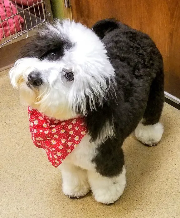 Agape Pet Hospital 6