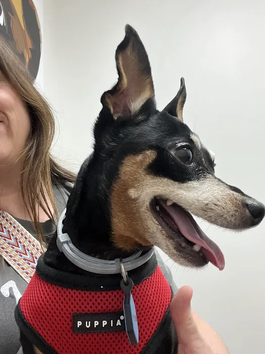 Lighthouse Veterinary Allergy & Dermatology 1