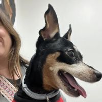 Lighthouse Veterinary Allergy & Dermatology ico