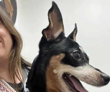 Lighthouse Veterinary Allergy & Dermatology