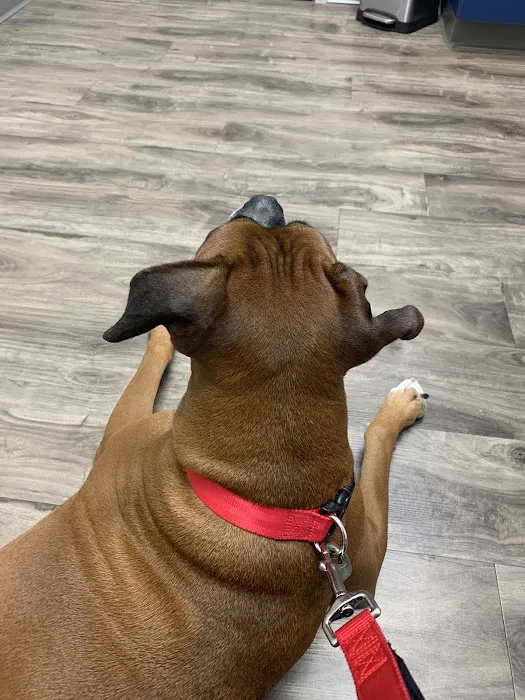 Lighthouse Veterinary Allergy & Dermatology 5