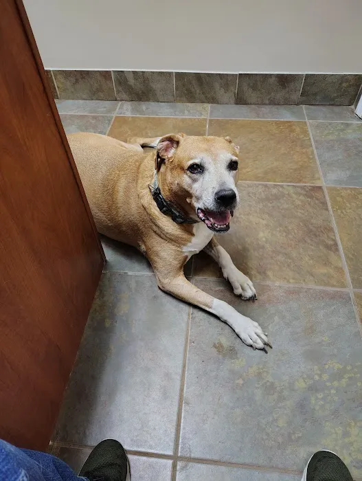 Lighthouse Veterinary Allergy & Dermatology 4