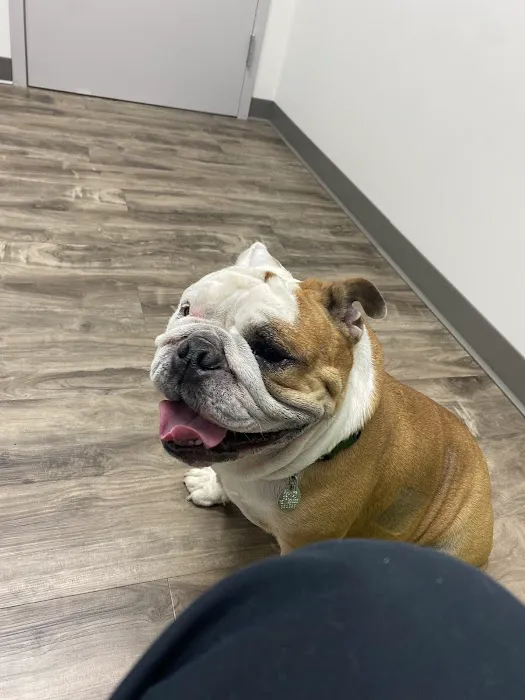 Lighthouse Veterinary Allergy & Dermatology 7