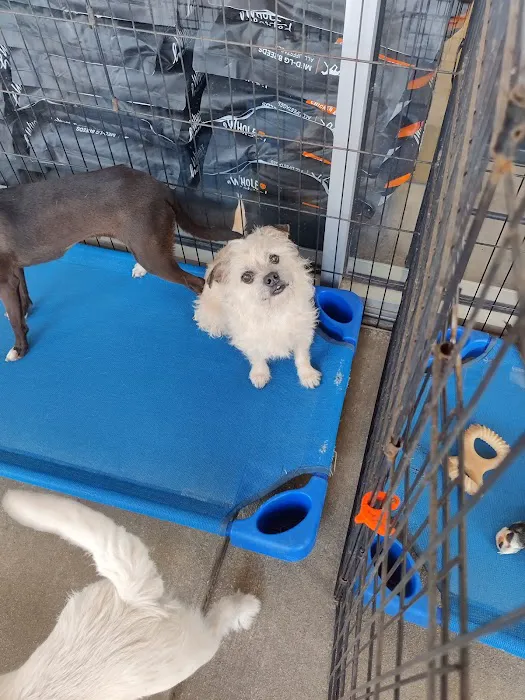 Petco 2