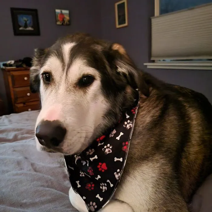 Bandana Club 12