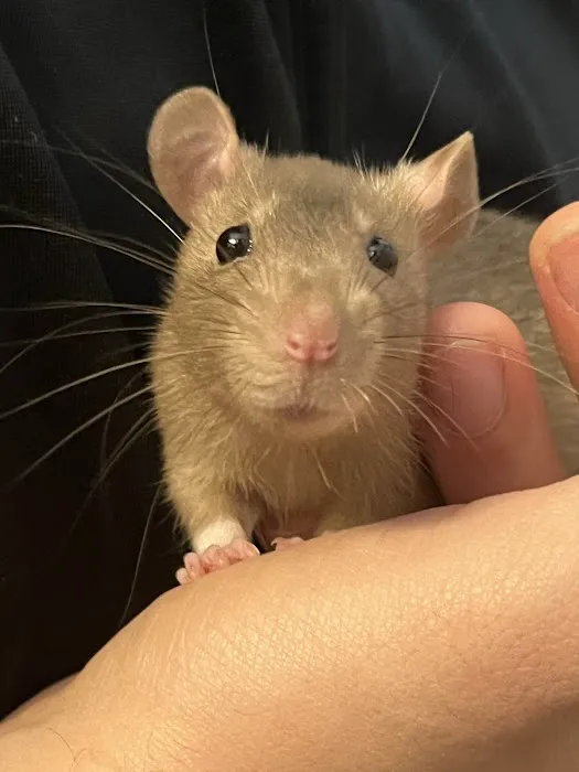All Pets Health Center 5