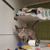 Petco ico