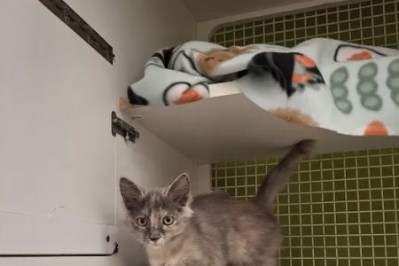 Petco