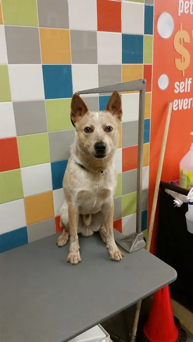 Petco 12