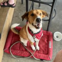 Animal Care Center of Carters Creek ico