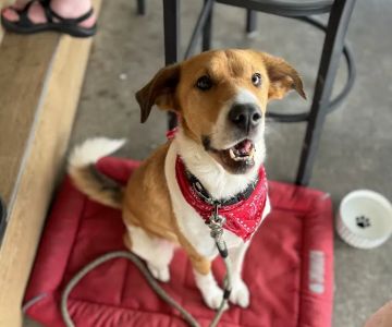 Animal Care Center of Carters Creek