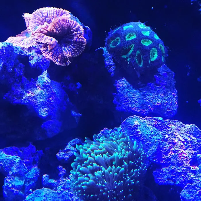 Sea Hare Aquatics 7
