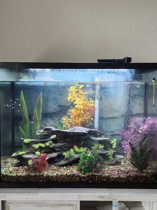 Sea Hare Aquatics 2