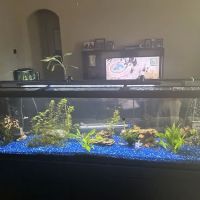 Sea Hare Aquatics ico