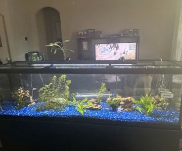 Sea Hare Aquatics
