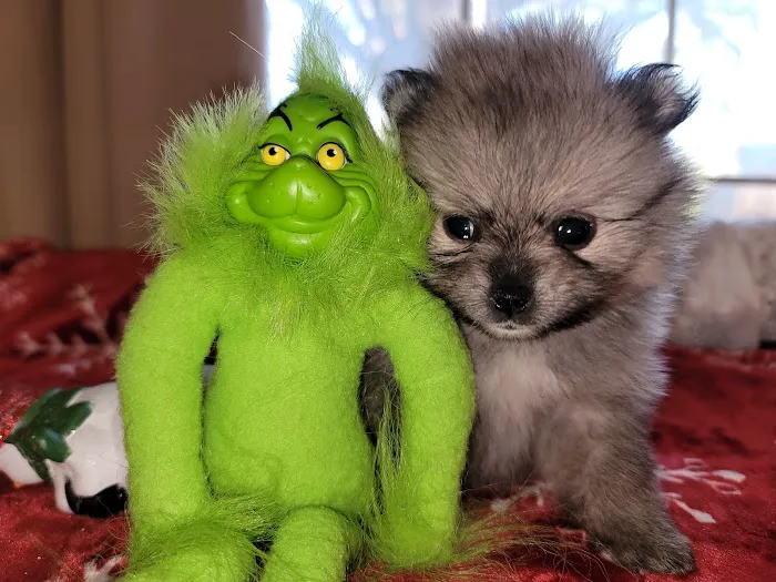 Pomeranian Treasures 4