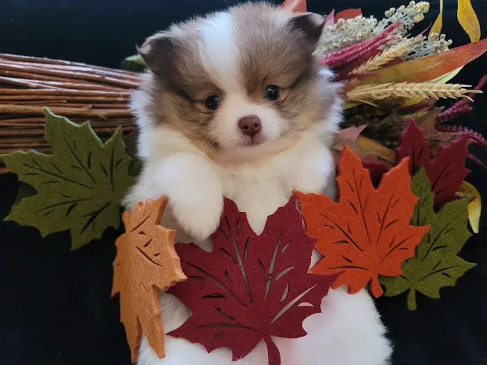 Pomeranian Treasures 5