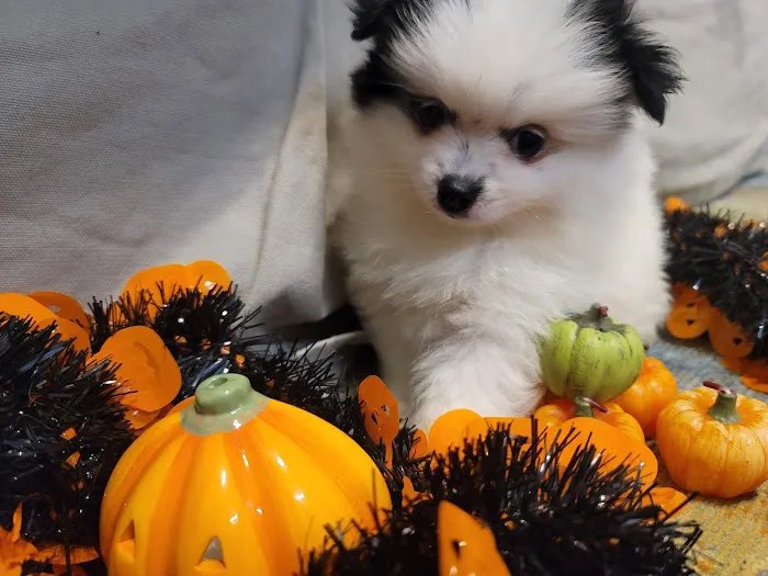 Pomeranian Treasures 6