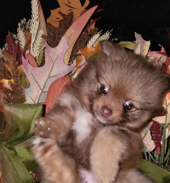 Pomeranian Treasures 10