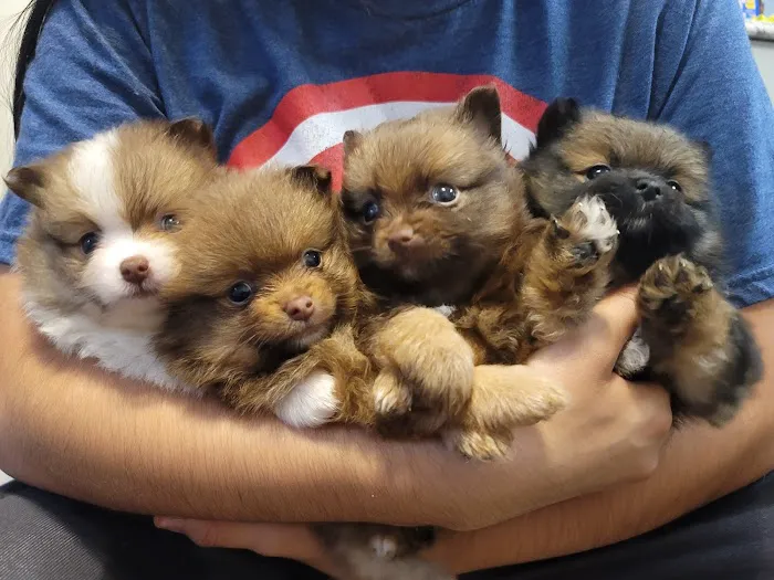 Pomeranian Treasures 3