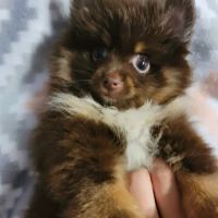 Pomeranian Treasures ico
