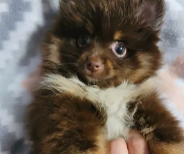 Pomeranian Treasures