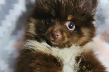 Pomeranian Treasures