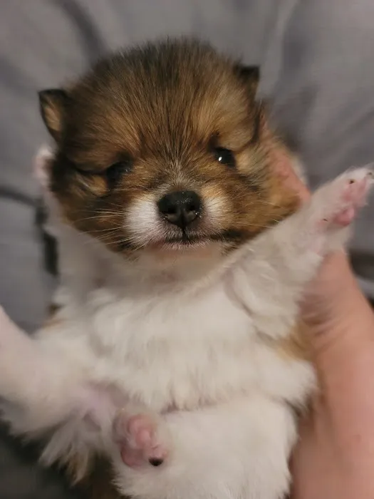Pomeranian Treasures 7