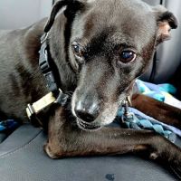 Animal Medical Clinic of Columbia, LLC ico