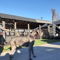 Maury County Veterinary Hospital ico