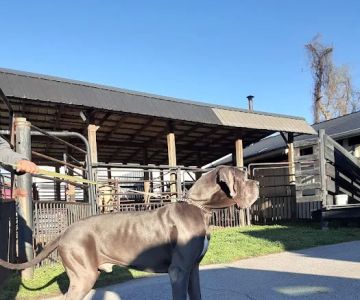 Maury County Veterinary Hospital