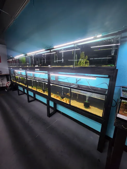 Lone Star Aquariums 12
