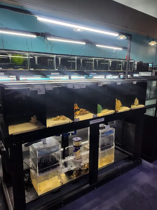 Lone Star Aquariums 12
