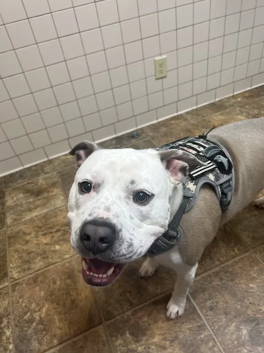 Maury County Veterinary Hospital: Threadgill C J DVM 1
