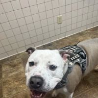 Maury County Veterinary Hospital: Threadgill C J DVM ico
