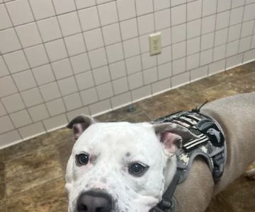 Maury County Veterinary Hospital: Threadgill C J DVM