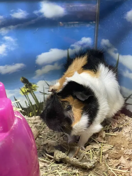 Pet Supplies Plus San Antonio - Bulverde 6