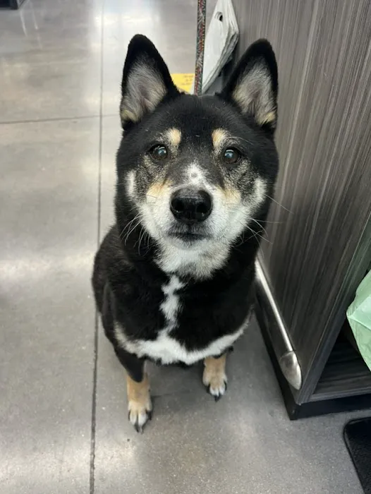 Pet Supplies Plus San Antonio - Bulverde 10