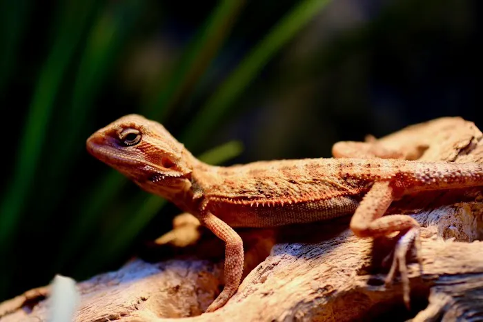 Don's Tropical Pets & Plants 1
