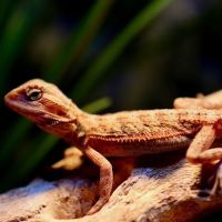 Don's Tropical Pets & Plants ico