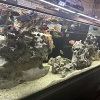 Salty Fish Aquariums ico