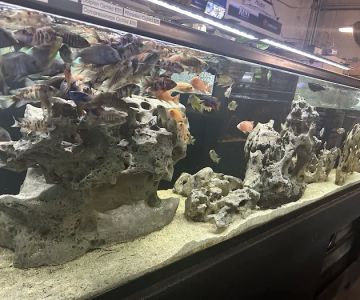 Salty Fish Aquariums