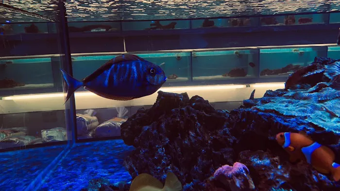 Salty Fish Aquariums 10