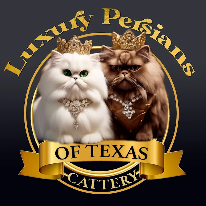 Luxury Persians of Texas 12