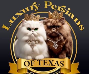 Luxury Persians of Texas