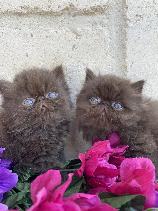 Luxury Persians of Texas 12