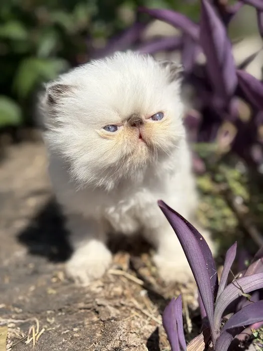 Luxury Persians of Texas 12