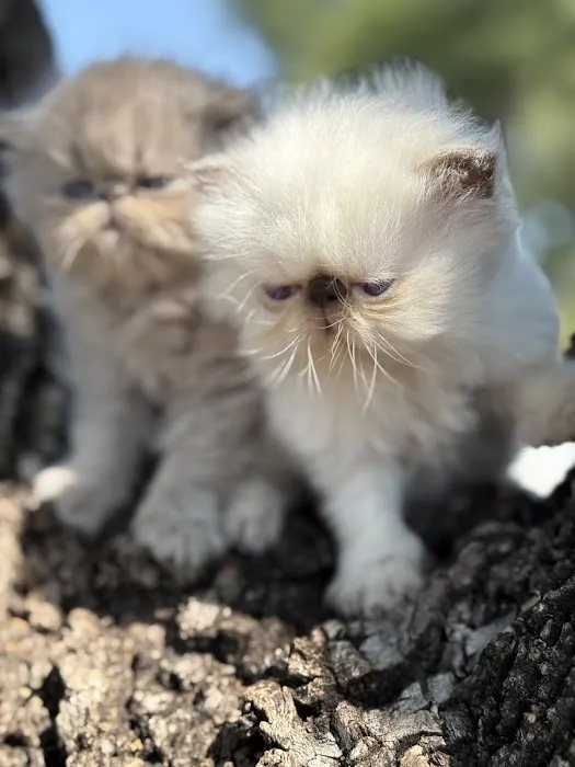 Luxury Persians of Texas 12